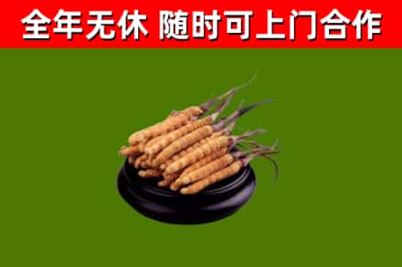 南昌区回收散虫草
